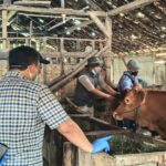 Vaksinasi PMK Pertama Di Indonesia Sasar Sapi Di Desa Dolokgede, Bojonegoro, Jawa Timur