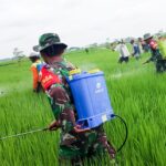 Dukung Ketahanan Pangan, Kelompok Tani Wotan Bersama Babinsa Koramil Sumberrejo Dan Korluh Berantas Hama Padi