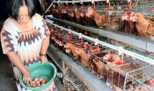 Pemkab Bojonegoro Segera Kembali Salurkan Ayam Gayatri Kepada 4.400 KPM Di Tahun 2026