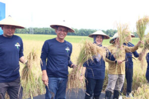 Pemkab Bojonegoro Bersama UGM Gelar Panen Padi Varietas Gamagora 7