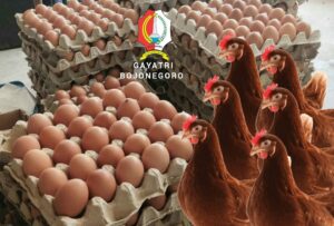 Pemkab Bojonegoro Fasilitasi Penjualan Telur Gayatri