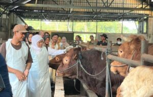 Gubernur Jatim Tinjau Peternakan Sapi Di Bojonegoro, Pastikan Stok Hewan Kurban Aman